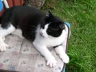 Sv-vit katt
